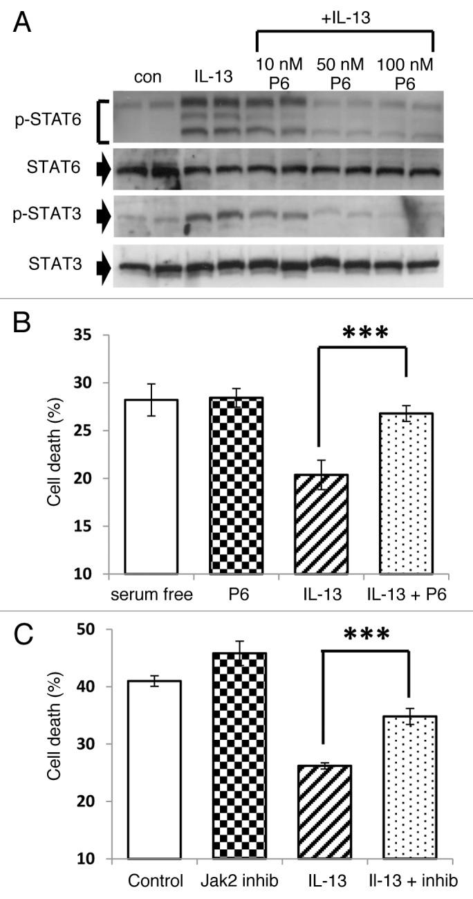 https://cdn.ncbi.nlm.nih.gov/pmc/blobs/c7b0/4204019/807a3ff74654/isl-5-95-g5.jpg