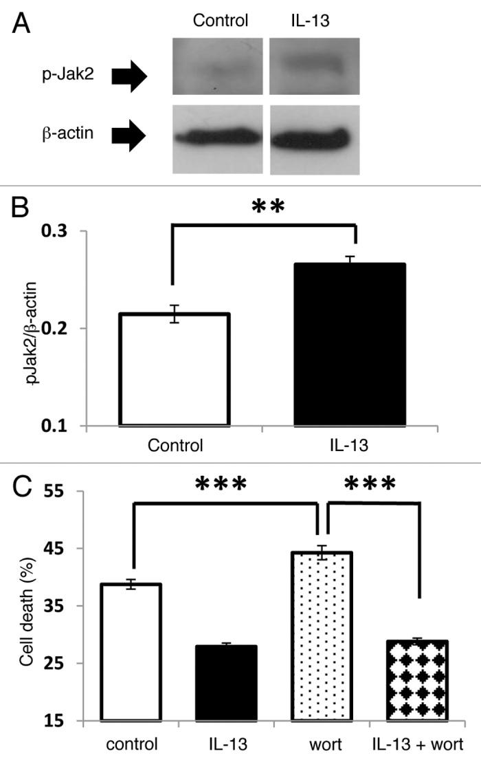 https://cdn.ncbi.nlm.nih.gov/pmc/blobs/c7b0/4204019/8ff4b54bf89d/isl-5-95-g3.jpg