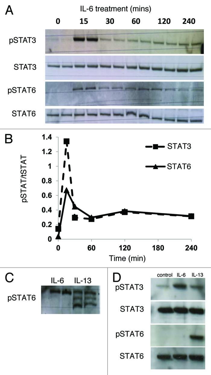 https://cdn.ncbi.nlm.nih.gov/pmc/blobs/c7b0/4204019/e53596e7b284/isl-5-95-g7.jpg