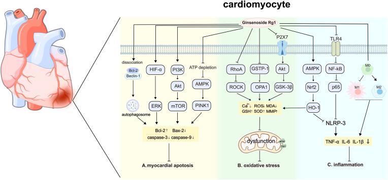 https://cdn.ncbi.nlm.nih.gov/pmc/blobs/c7b3/12125588/490094510863/gr2.jpg