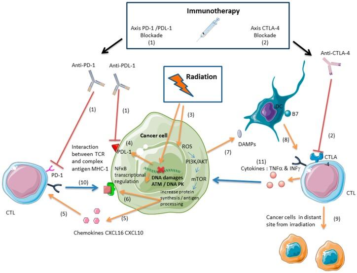 https://cdn.ncbi.nlm.nih.gov/pmc/blobs/c7b3/6321381/6938937da3b3/ijms-19-03793-g002.jpg