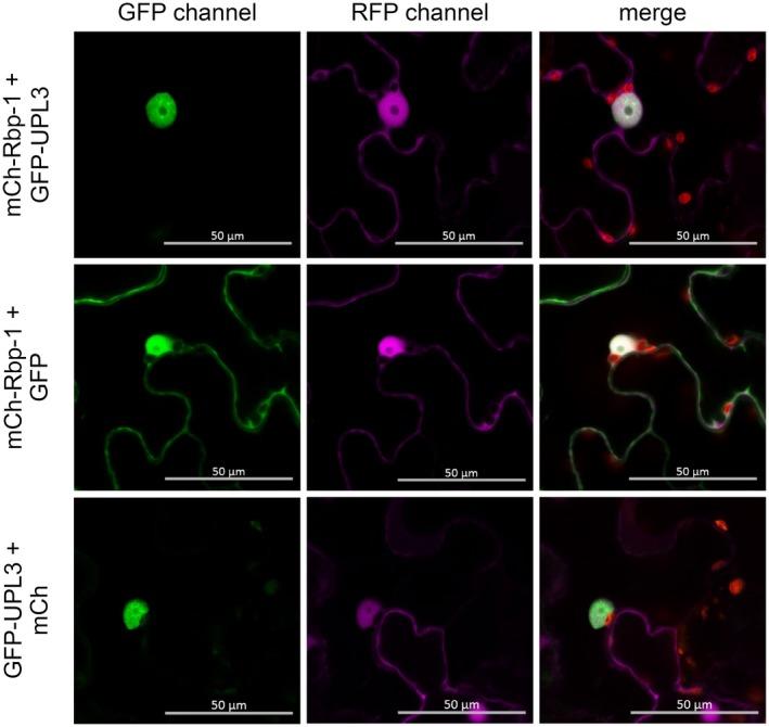https://cdn.ncbi.nlm.nih.gov/pmc/blobs/c7b3/6913204/d5c8bf916ad8/MPP-21-66-g003.jpg