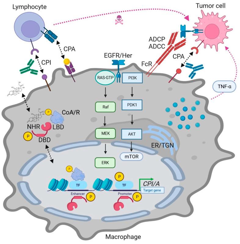 https://cdn.ncbi.nlm.nih.gov/pmc/blobs/c7b4/10572424/1958b542cb25/ijms-24-14546-g001.jpg