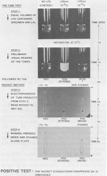 https://cdn.ncbi.nlm.nih.gov/pmc/blobs/c7b4/272793/b450c9e50fea/jcm00143-0087-a.jpg