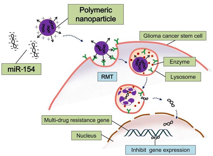 https://cdn.ncbi.nlm.nih.gov/pmc/blobs/c7b4/5141588/1377eab49866/fphar-07-00477-g003.jpg