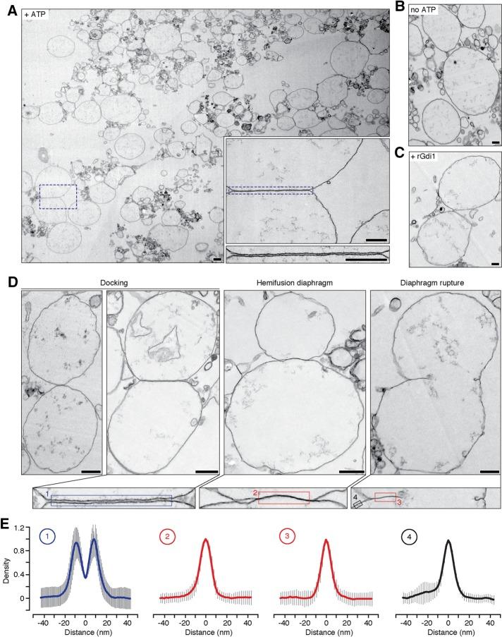 https://cdn.ncbi.nlm.nih.gov/pmc/blobs/c7b5/5231899/ca7aabfc5408/309fig4.jpg