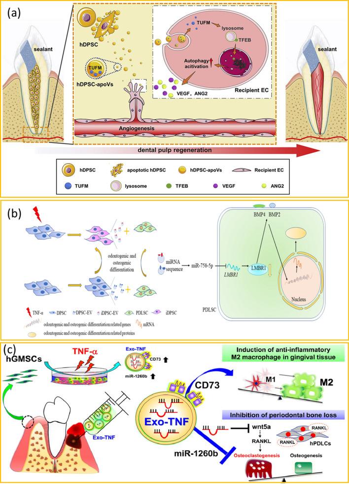 https://cdn.ncbi.nlm.nih.gov/pmc/blobs/c7b7/11476107/96bbe7389469/13287_2024_3936_Fig6_HTML.jpg