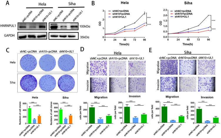 https://cdn.ncbi.nlm.nih.gov/pmc/blobs/c7b8/10357443/7f66b442fb3b/ijmsv20p1079g007.jpg