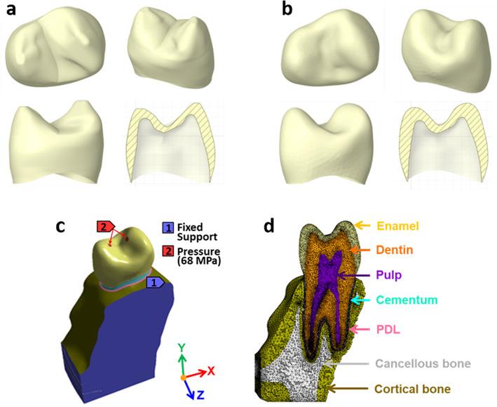 https://cdn.ncbi.nlm.nih.gov/pmc/blobs/c7b9/11718098/d57d19480996/41598_2025_85578_Fig1_HTML.jpg