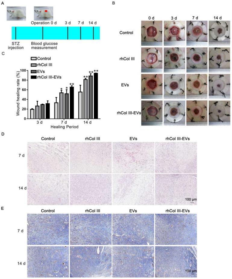https://cdn.ncbi.nlm.nih.gov/pmc/blobs/c7bb/9181212/39bedf79711f/ijms-23-06289-g005.jpg