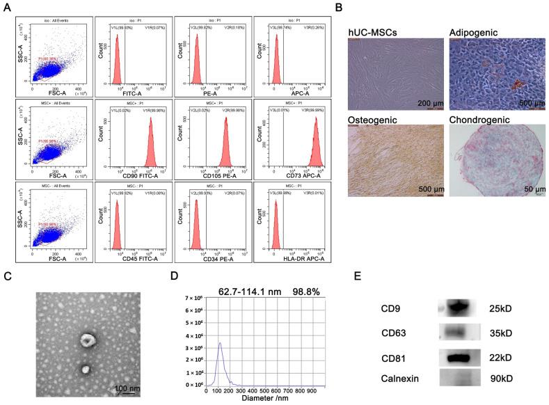 https://cdn.ncbi.nlm.nih.gov/pmc/blobs/c7bb/9181212/d5929ebd6a37/ijms-23-06289-g001.jpg