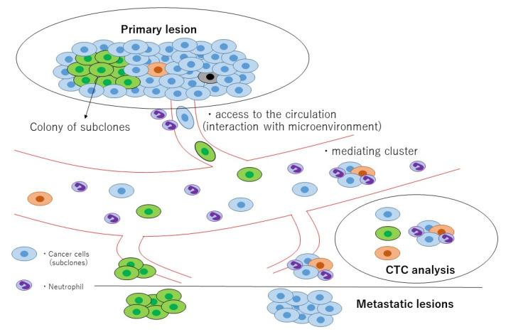 https://cdn.ncbi.nlm.nih.gov/pmc/blobs/c7bf/7281475/fe8eb7ffaa06/cancers-12-01135-g004.jpg