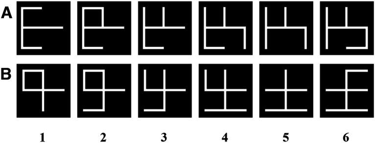 https://cdn.ncbi.nlm.nih.gov/pmc/blobs/c7c0/10275402/79e29ab2b05e/ENEURO.0450-22.2023_f001.jpg