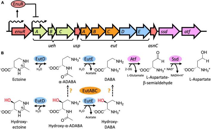 https://cdn.ncbi.nlm.nih.gov/pmc/blobs/c7c0/8739950/08efaaf7b446/fmicb-12-764731-g001.jpg