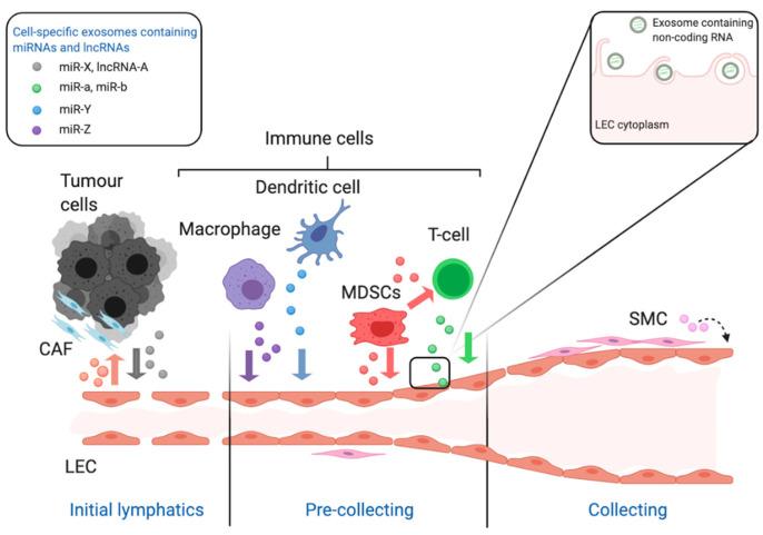 https://cdn.ncbi.nlm.nih.gov/pmc/blobs/c7c3/7916238/caa19b9941cb/biomolecules-11-00249-g002.jpg