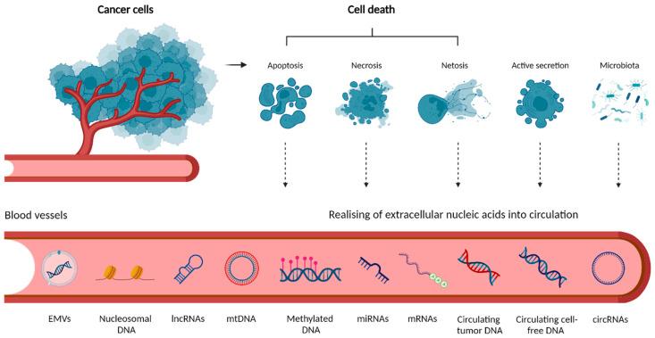 https://cdn.ncbi.nlm.nih.gov/pmc/blobs/c7c6/9367600/a1b282caf933/cancers-14-03712-g001.jpg