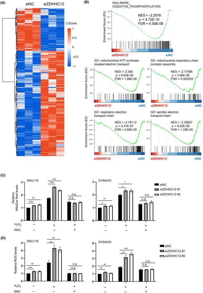 https://cdn.ncbi.nlm.nih.gov/pmc/blobs/c7c7/11007019/4ca02eeec07e/CAS-115-1170-g002.jpg