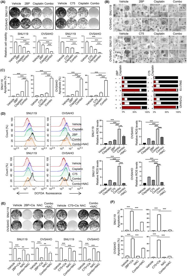 https://cdn.ncbi.nlm.nih.gov/pmc/blobs/c7c7/11007019/7fd7b576ec09/CAS-115-1170-g007.jpg