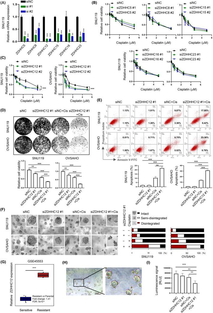 https://cdn.ncbi.nlm.nih.gov/pmc/blobs/c7c7/11007019/84995fa3b9ba/CAS-115-1170-g008.jpg