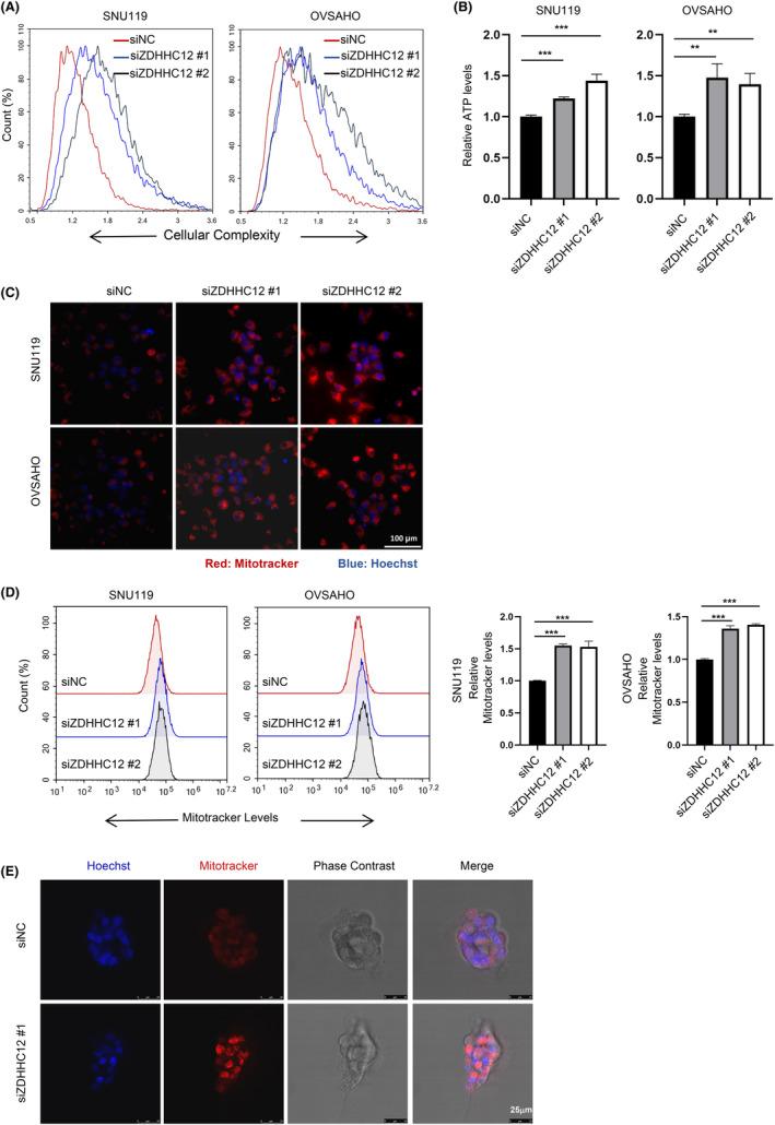 https://cdn.ncbi.nlm.nih.gov/pmc/blobs/c7c7/11007019/eda48fbd9d5e/CAS-115-1170-g005.jpg