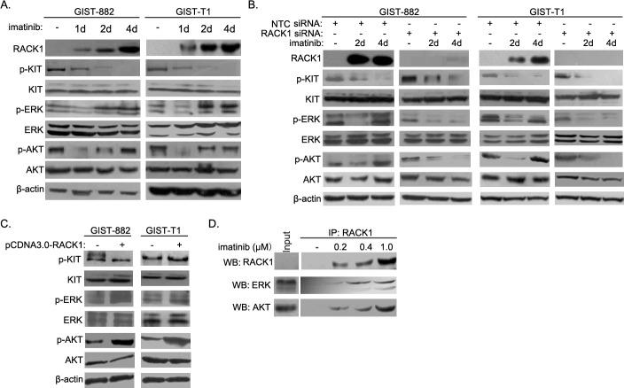 https://cdn.ncbi.nlm.nih.gov/pmc/blobs/c7cd/4924716/448be6f14c52/oncotarget-07-14300-g004.jpg