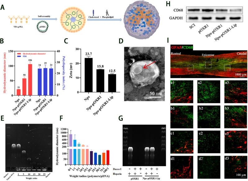 https://cdn.ncbi.nlm.nih.gov/pmc/blobs/c7d0/11657436/017403891973/12951_2024_3037_Fig6_HTML.jpg