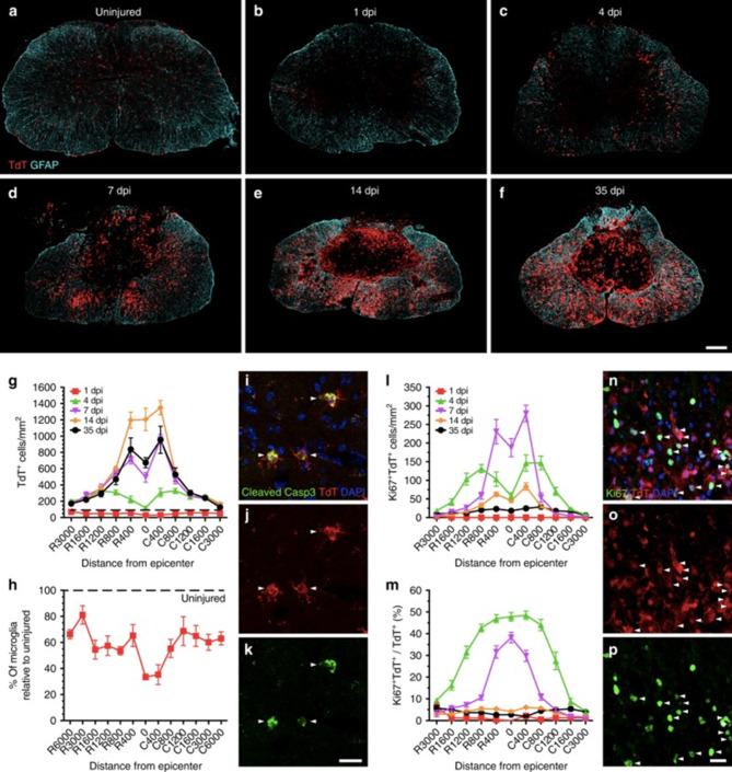 https://cdn.ncbi.nlm.nih.gov/pmc/blobs/c7d0/11657436/0f728b37e358/12951_2024_3037_Fig3_HTML.jpg
