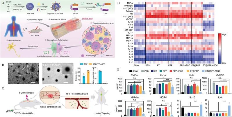 https://cdn.ncbi.nlm.nih.gov/pmc/blobs/c7d0/11657436/68fff60b09b0/12951_2024_3037_Fig5_HTML.jpg