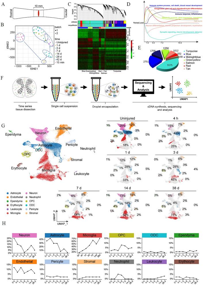 https://cdn.ncbi.nlm.nih.gov/pmc/blobs/c7d0/11657436/9b3281dfbedb/12951_2024_3037_Fig1_HTML.jpg