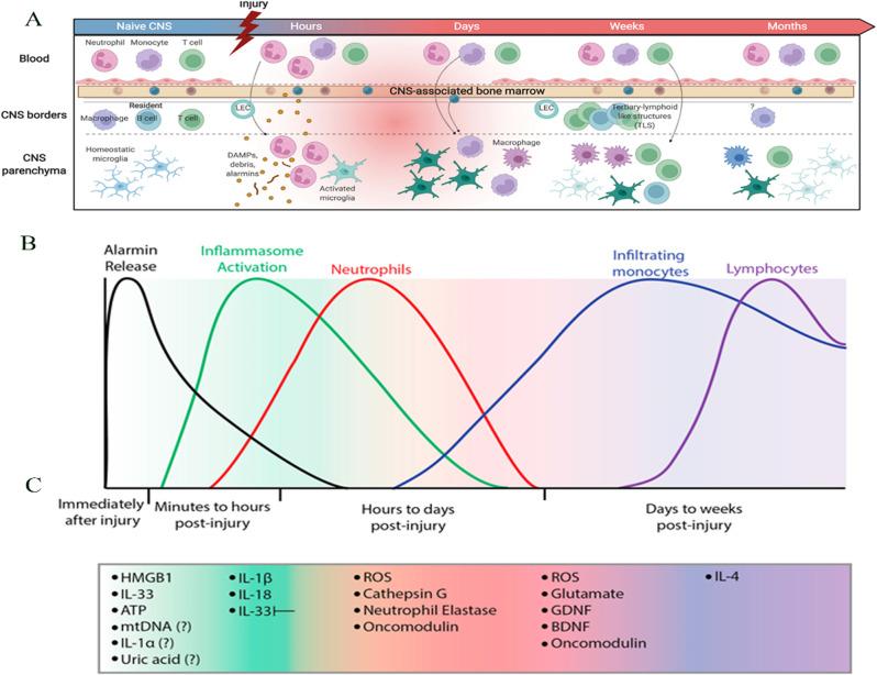 https://cdn.ncbi.nlm.nih.gov/pmc/blobs/c7d0/11657436/c6b2e4809be5/12951_2024_3037_Fig2_HTML.jpg