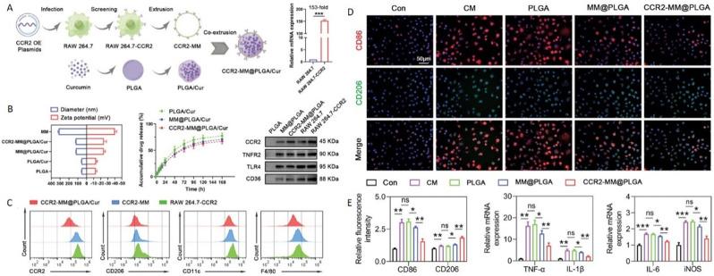 https://cdn.ncbi.nlm.nih.gov/pmc/blobs/c7d0/11657436/efb268a8477f/12951_2024_3037_Fig7_HTML.jpg