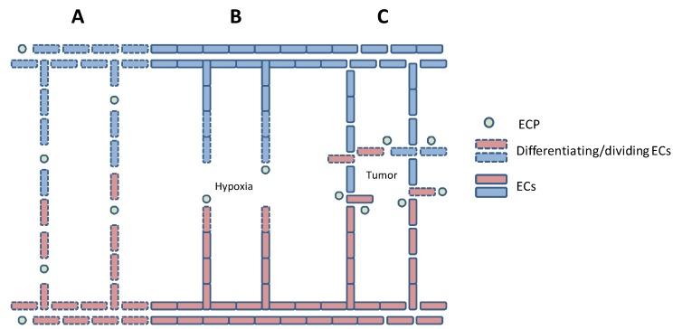 https://cdn.ncbi.nlm.nih.gov/pmc/blobs/c7d2/3795364/407017a41e82/cancers-05-00762-g001.jpg