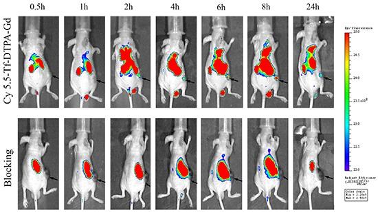 https://cdn.ncbi.nlm.nih.gov/pmc/blobs/c7d3/5129991/17bddad3235d/oncotarget-07-40047-g008.jpg