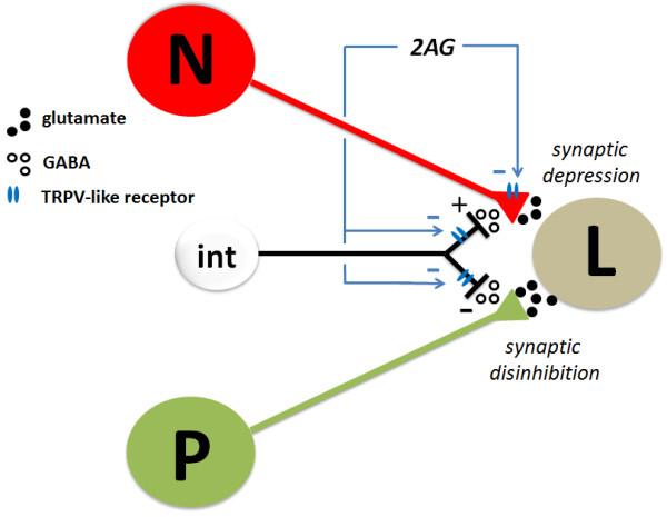 https://cdn.ncbi.nlm.nih.gov/pmc/blobs/c7d7/3693973/d4ec6b3f9a0a/1744-8069-9-26-5.jpg