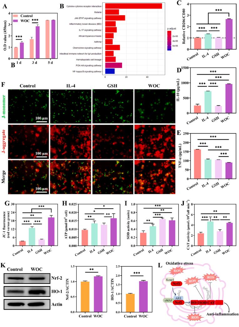 https://cdn.ncbi.nlm.nih.gov/pmc/blobs/c7da/12391290/ba2f90f13442/gr3.jpg