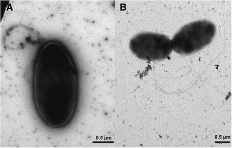 https://cdn.ncbi.nlm.nih.gov/pmc/blobs/c7dd/5064897/ed7f8b309bd5/40793_2016_201_Fig3_HTML.jpg