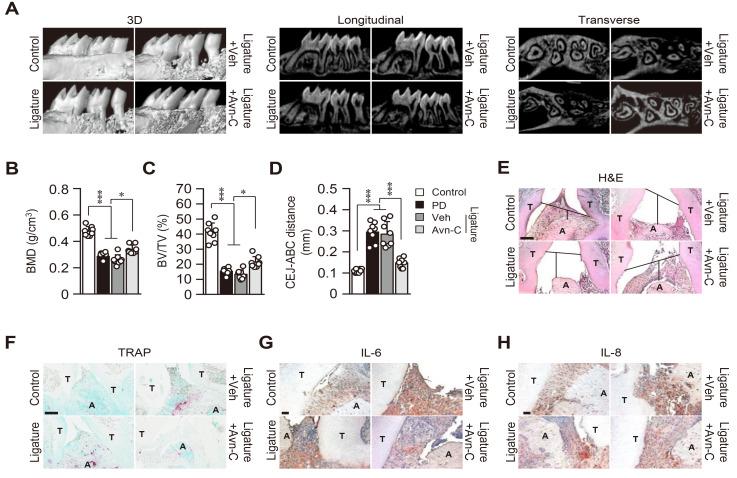 https://cdn.ncbi.nlm.nih.gov/pmc/blobs/c7e0/10590710/c1c5655867e7/molce-46-10-627-f5.jpg