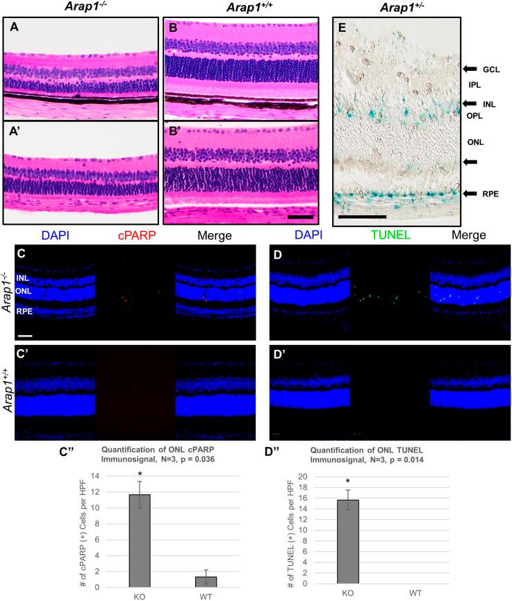 https://cdn.ncbi.nlm.nih.gov/pmc/blobs/c7e0/9346516/1d492f1091f9/dmm-15-049343-g1.jpg