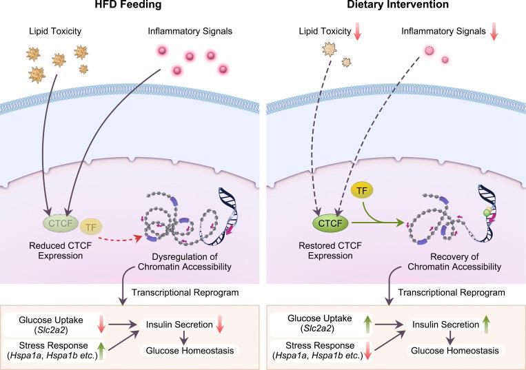 https://cdn.ncbi.nlm.nih.gov/pmc/blobs/c7e1/9166293/20d86fbc766b/JEM_20211779_GA.jpg