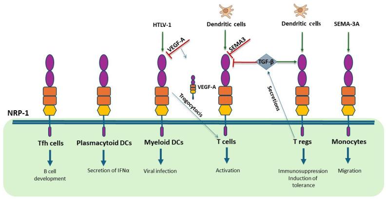 https://cdn.ncbi.nlm.nih.gov/pmc/blobs/c7eb/11763294/dd328cff3f96/biomedicines-13-00006-g003.jpg