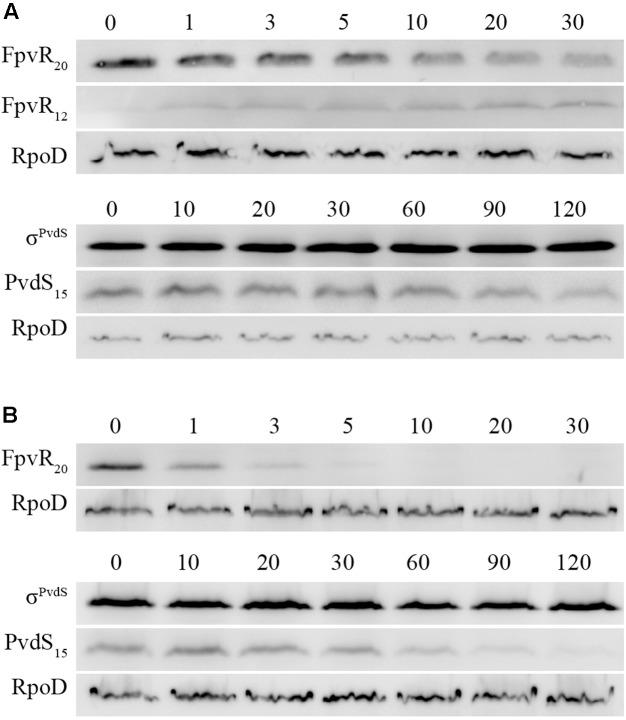https://cdn.ncbi.nlm.nih.gov/pmc/blobs/c7eb/5733041/2c66b8dbfd1d/fmicb-08-02442-g005.jpg