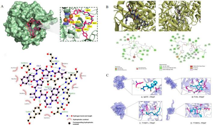 https://cdn.ncbi.nlm.nih.gov/pmc/blobs/c7ec/12263694/777f569dee3e/fphar-16-1610623-g003.jpg