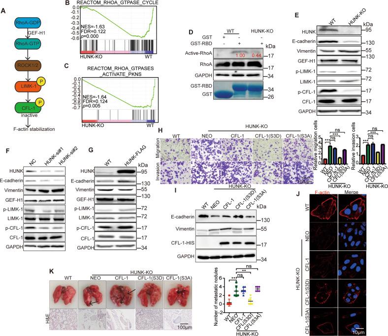 https://cdn.ncbi.nlm.nih.gov/pmc/blobs/c7ed/10188538/50cd49e31b16/41419_2023_5849_Fig3_HTML.jpg