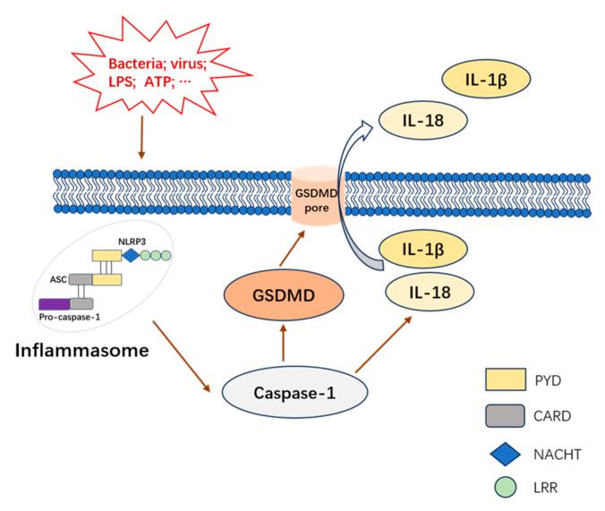 https://cdn.ncbi.nlm.nih.gov/pmc/blobs/c7ef/11820709/5613982d0d2e/nutrients-17-00461-g001.jpg