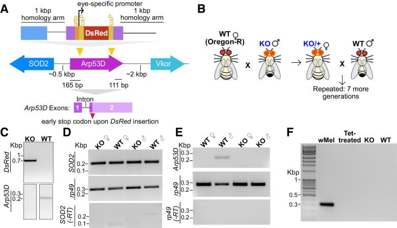 https://cdn.ncbi.nlm.nih.gov/pmc/blobs/c7f6/8291977/5746a62c439f/elife-71279-fig5-figsupp1.jpg