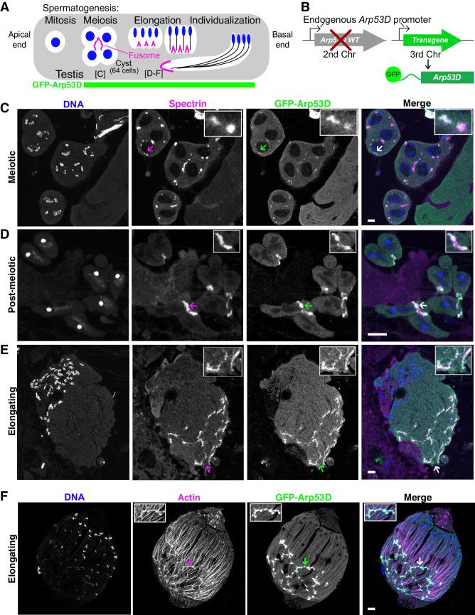 https://cdn.ncbi.nlm.nih.gov/pmc/blobs/c7f6/8291977/c10909f42166/elife-71279-fig2.jpg