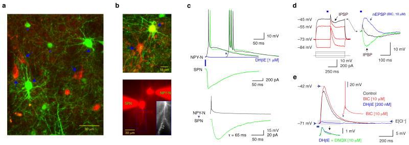 https://cdn.ncbi.nlm.nih.gov/pmc/blobs/c7f9/3245803/f6559b671edf/nihms333126f3.jpg