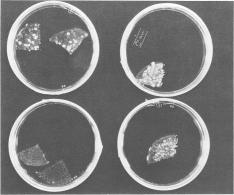 https://cdn.ncbi.nlm.nih.gov/pmc/blobs/c7fe/454937/f1372b2b8d29/emboj00149-0037-a.jpg