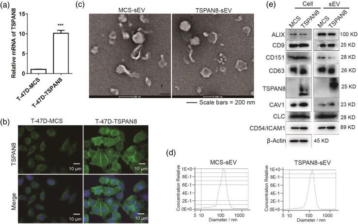 https://cdn.ncbi.nlm.nih.gov/pmc/blobs/c7fe/8602930/479f3a643cb5/JEV2-10-e12167-g003.jpg