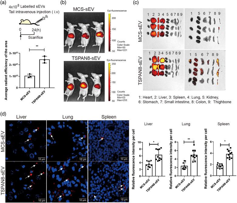 https://cdn.ncbi.nlm.nih.gov/pmc/blobs/c7fe/8602930/ef3baccb681e/JEV2-10-e12167-g005.jpg